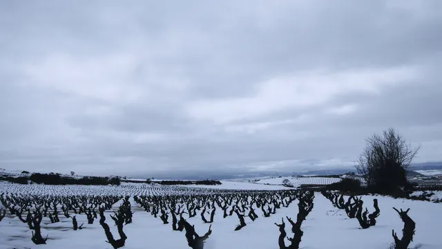 Vinice Bodega Contador v zimě.
