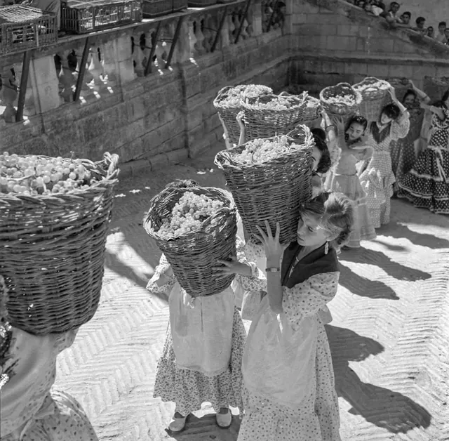 Historická fotografie sklizně hroznů.