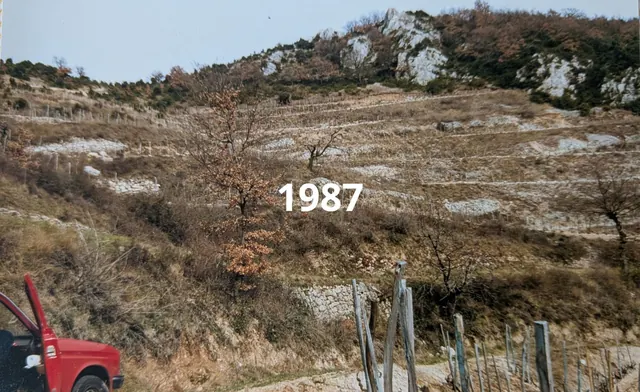 Fotografie svahu z historie Domaine Courbis z roku 1987.