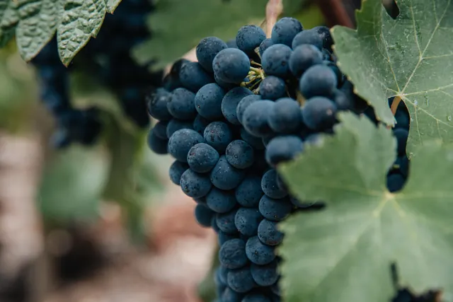 Modré hrozny odrůdy Syrah na révě Domaine Courbis.