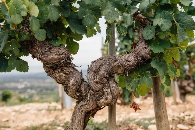 Kmen révy ve vinici Domaine Courbis.