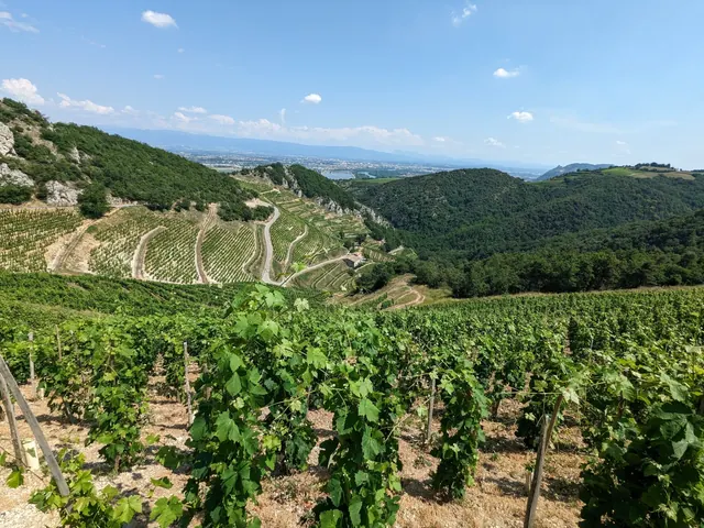 Svažitá vinice Les Royes v Domaine Courbis.