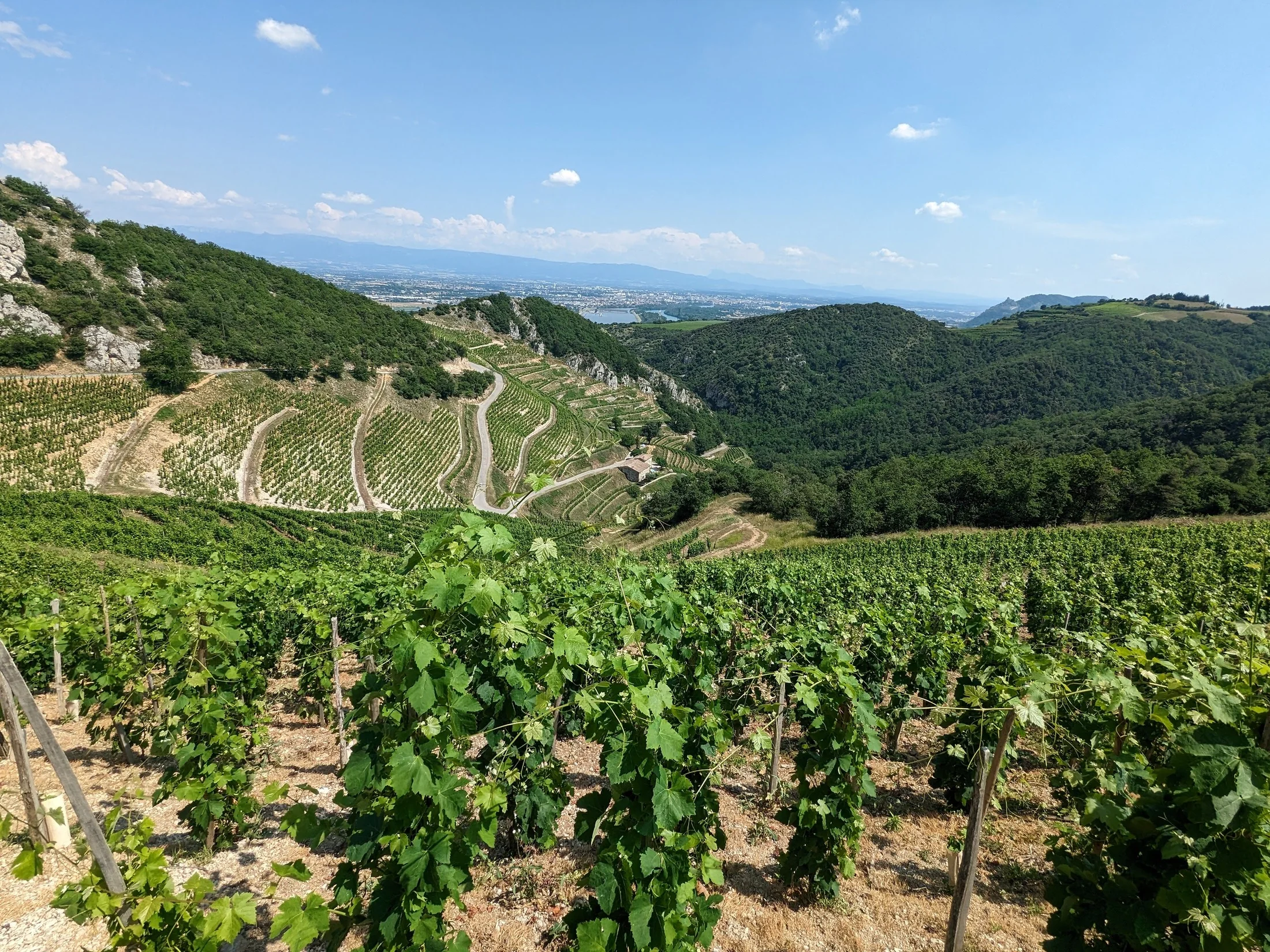 Svažitá vinice Les Royes v Domaine Courbis.
