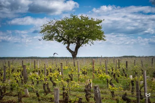 Vinice Domaine Philippe Naddef se stromem a modrou oblohou.
