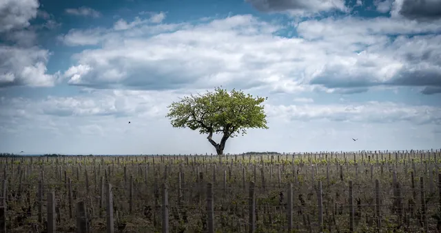Široký pohled na vinici Domaine Philippe Naddef se stromem.
