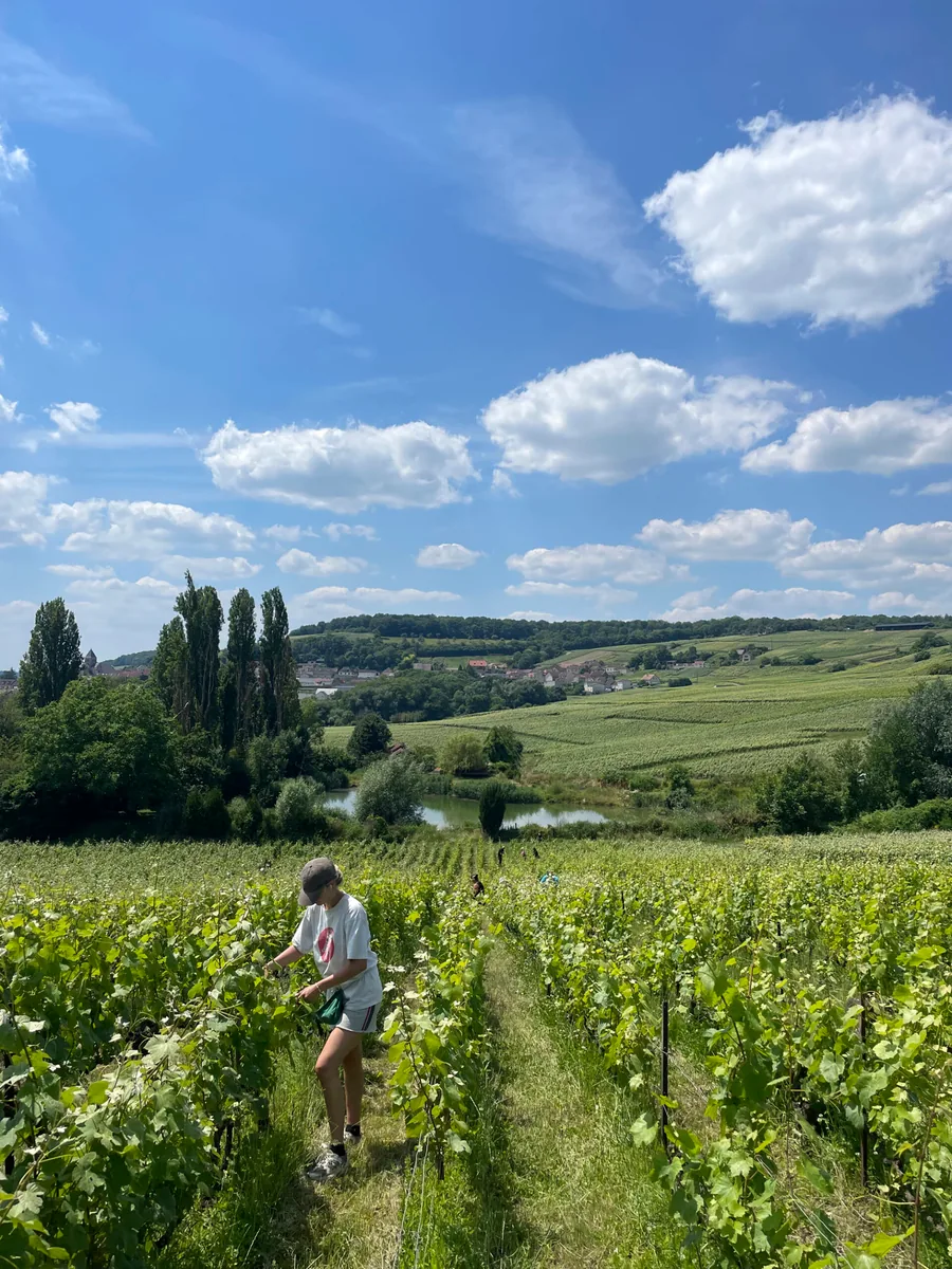 Práce ve vinici Champagne Geoffroy.