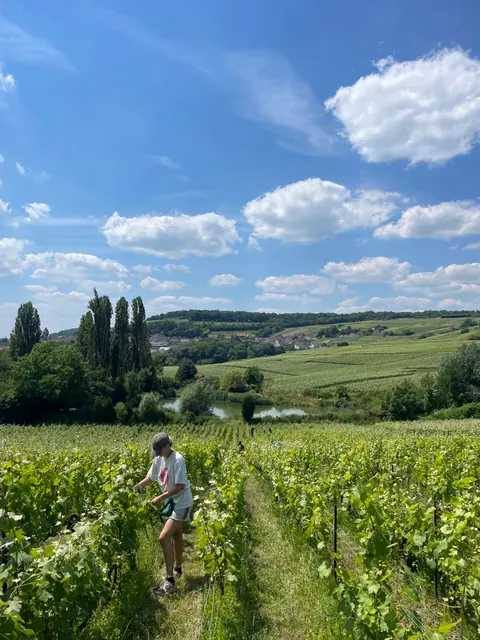 Práce ve vinici Champagne Geoffroy.