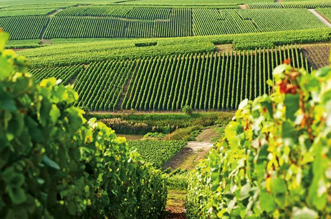 Vinice Champagne Marc Hébrart.