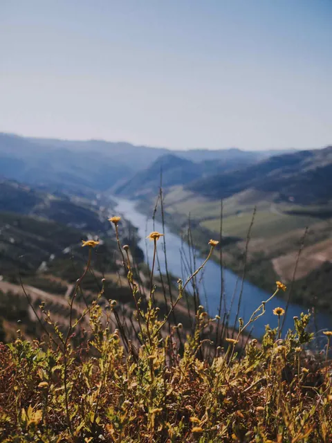 Řeka Douro mezi vinicemi.